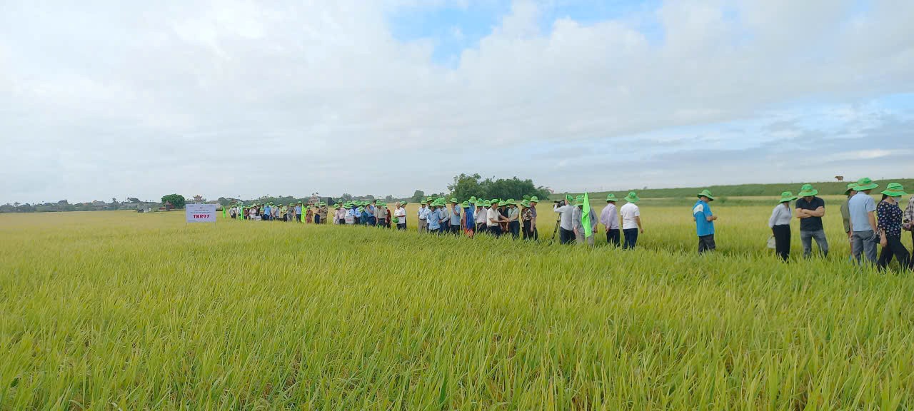 Công ty Cổ phần Tập đoàn ThaiBinh Seed tổ chức hội nghị đầu bờ đánh giá năng suất giống lúa TBR97 vụ mùa năm 2025