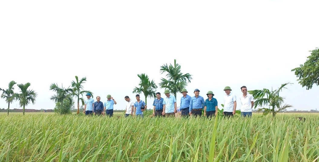 Các đồng chí lãnh đạo xã Bình Định đã tổ chức đi kiểm tra thực tế  đồng ruộng và đánh giá năng suất lúa mùa năm 2025
